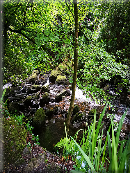 foto Parco di Killarney